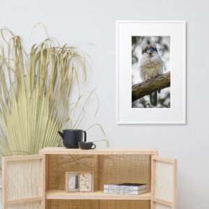 Kookaburra Watching - Matte Paper Print With Mat